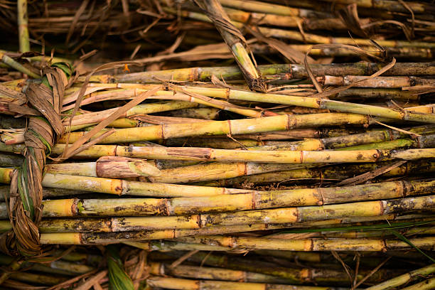 Health Benefits 2 of Vedik Root Organic Desi Gur | Saharanpur Famous Jaggery | Natural Unrefined Sweetener | Rich in Iron | Improves Digestion | Boosts Immunity | Detoxifies Body